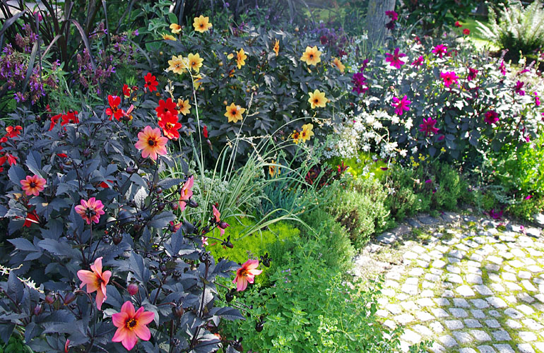 Diascia Breezee Diascia Breezee