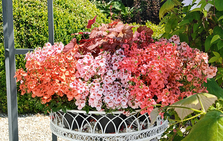 Diascia Breezee Diascia Breezee