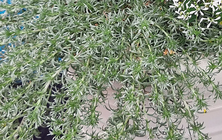 Eumorphia prostrata Silky