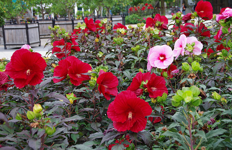 Hibiscus Summerific