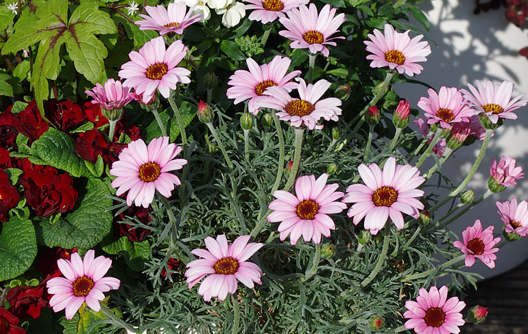 Leucanthemum African Rose Leucanthemum African Rose