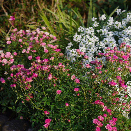 LillyRose from Kientzler in the garden