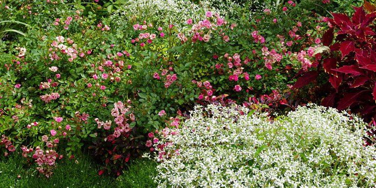 LillyRose from Kientzler in the garden