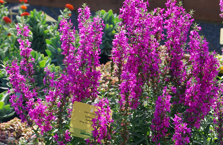 Lythrum Kientzler Young Plants