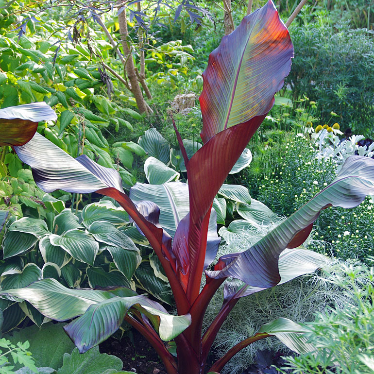Ensete Maurelli