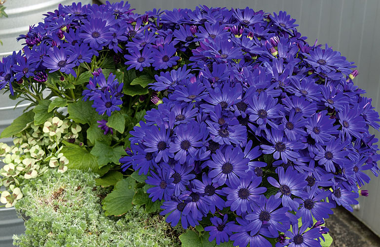 Pericallis Senetti Kientzler young plants