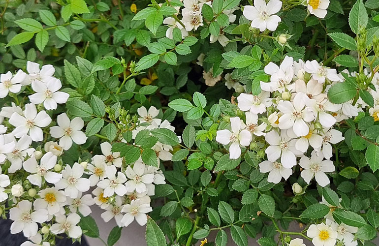 Rosa Galaxy Arcturus Rosa Galaxy Arcturus