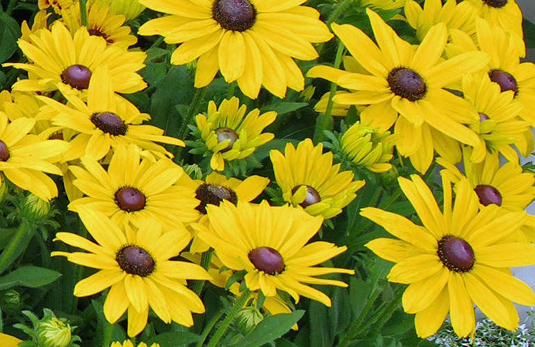 Rudbeckia SmileyZ Rudbeckia SmileyZ