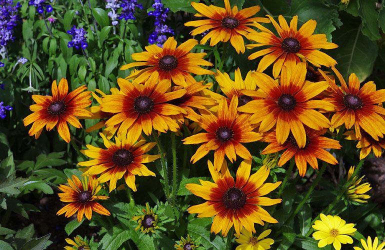 Rudbeckia Sunbeckia Sarah Rudbeckia Sunbeckia Sarah