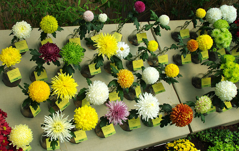Chrysanthemum cut deko