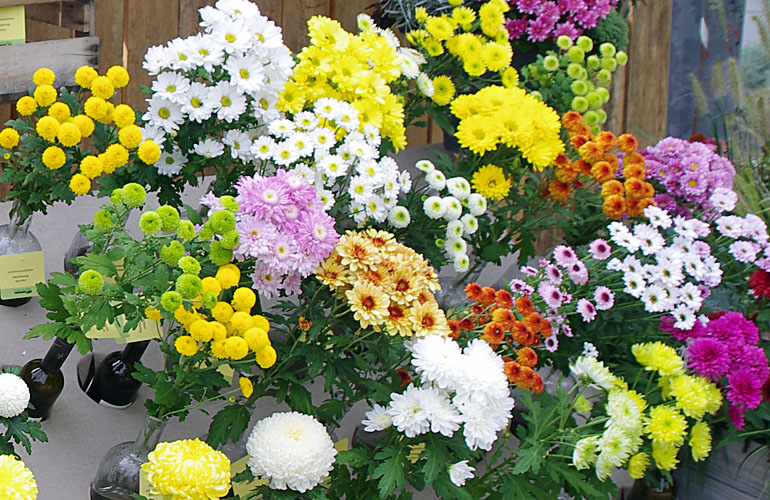 Chrysanthemum Schnitt Kleinblumer Chrysanthemum Schnitt Kleinblumer