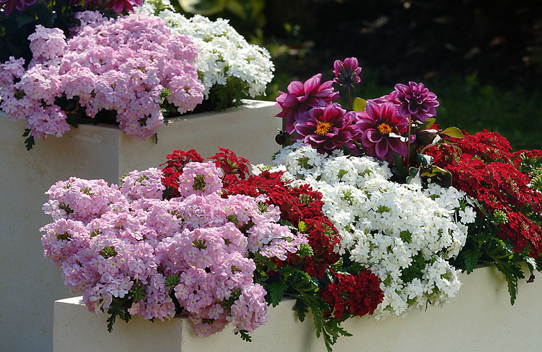 Verbena Vepita de Kientzler Jeunes Plants