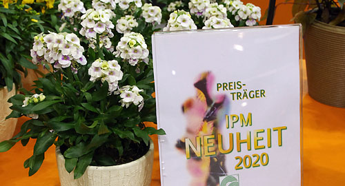 Erysimum Winter Charm : IPM Neuheitenpreis 2020