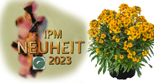 IPM 2023 Publikumspreis - Erysimum RYSI Winter Spirit