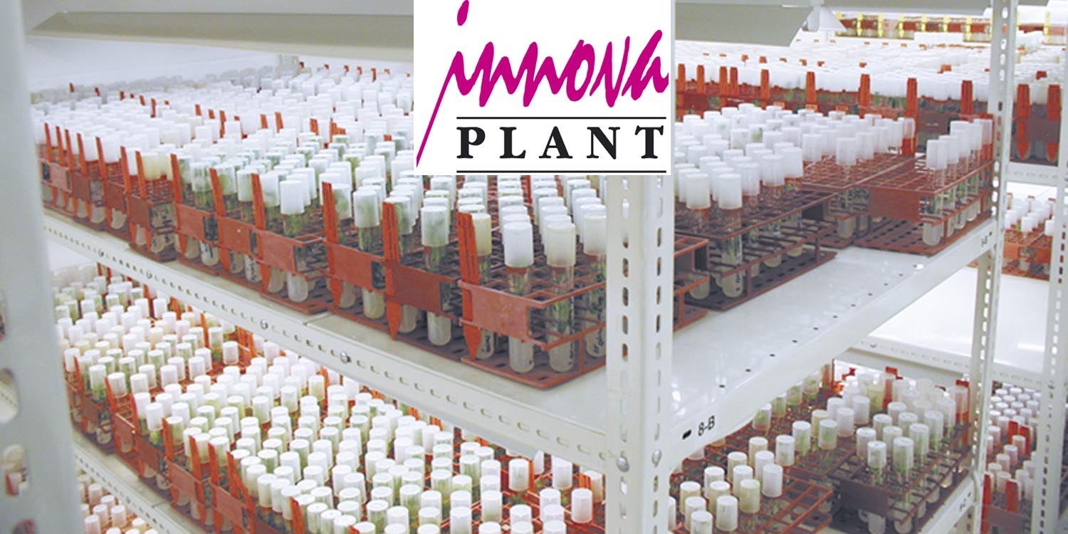 InnovaPlant Labor