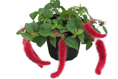 Acalypha Foxie Acalypha Foxie