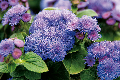 Ageratum CUSHION Blue