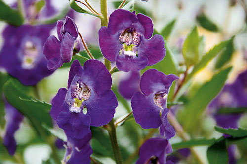 Angelonia Angelface Blue