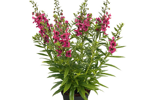 Angelonia Angelface Cherry Angelonia Angelface Cherry