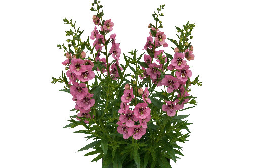 Angelonia Angelface Pink 2024