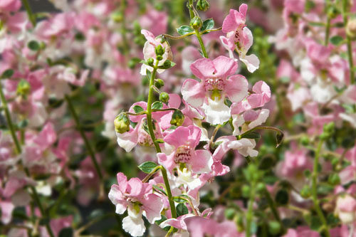 Angelonia Angelface Wedgewood Pink 2026 Angelonia Angelface Wedgewood Pink 2026