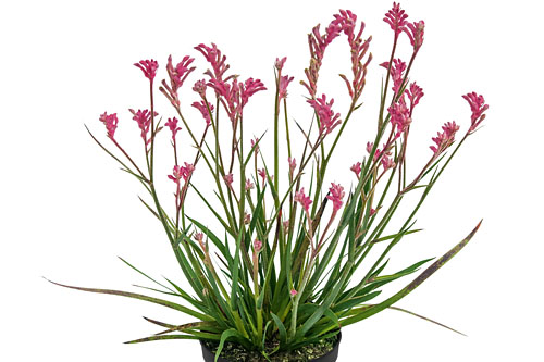Anigozanthos Bush Gems Pearl Anigozanthos Bush Gems Pearl