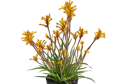 Anigozanthos Bush Gems Tenacity Anigozanthos Bush Gems Tenacity