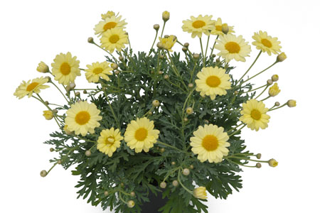 Argyranthemum Citrus