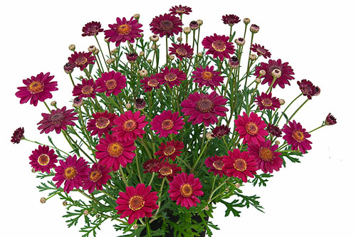 Argyranthemum  Margarita