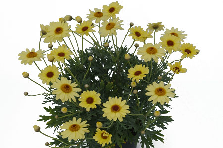 Argyranthemum Vanilla Latte