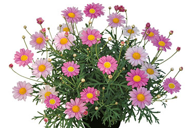 Argyranthemum  Bubblegum Blast