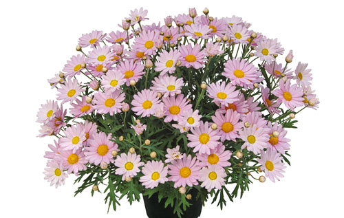 Argyranthemum  Lolly