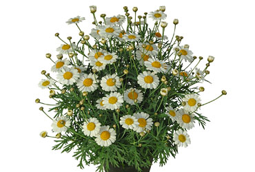 Argyranthemum  Sweet Milk