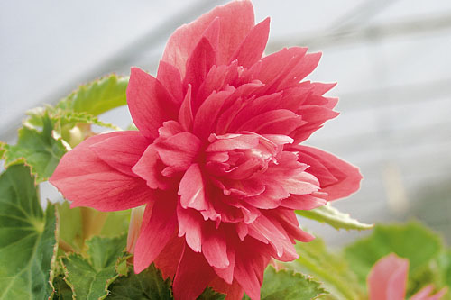 Begonia BELLECONIA Rose