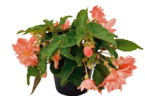 Begonia BELLECONIA Soft Orange