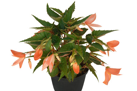 Begonia Summerwings Apricot Begonia Summerwings Apricot