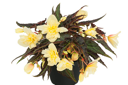Begonia Summerwings Double Cream Begonia Summerwings Double Cream