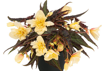 Begonia SUMMERWINGS Double Cream