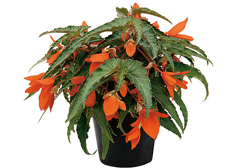 Begonia SUMMERWINGS Orange