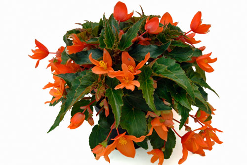 Begonia SUMMERWINGS Tangerine