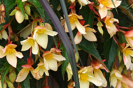 Begonia SUMMERWINGS Vanilla Elegance