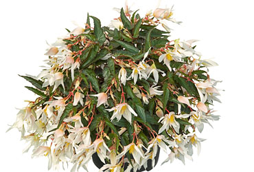 Begonia SUMMERWINGS White Elegance