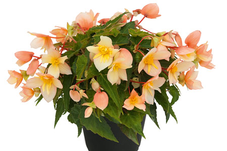 Begonia Tropical Sunset