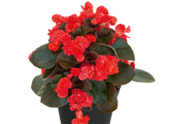 Begonia GUMDROP Coco Red
