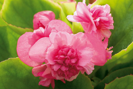 Begonia GUMDROP Pink