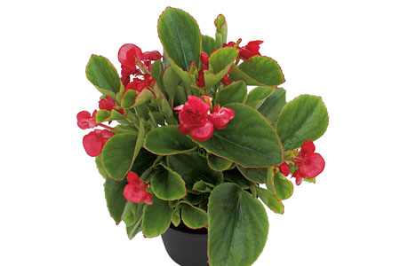 Begonia GUMDROP Red