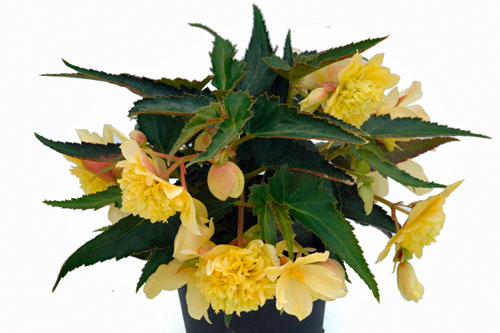 Begonia BELLECONIA Citrus