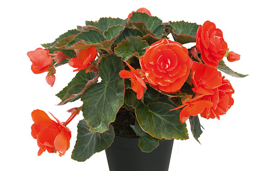 Begonia EASY GOING Coral 
