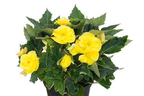 Begonia EASY GOING Yellow 