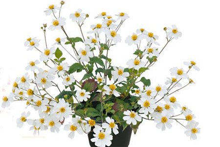 Bidens Bee White